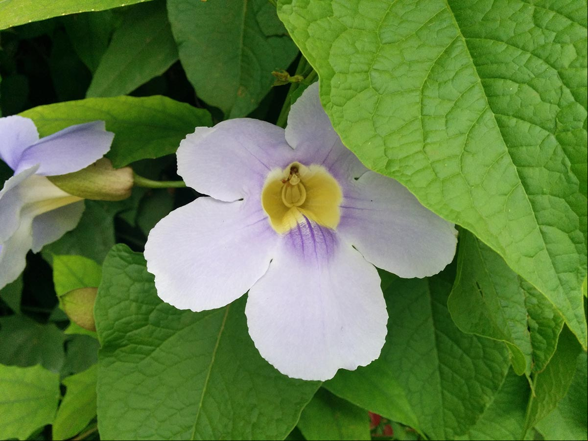 Fotos de la Thunbergia laurifolia, Vid de reloj de laurel o Vid de trompeta azul