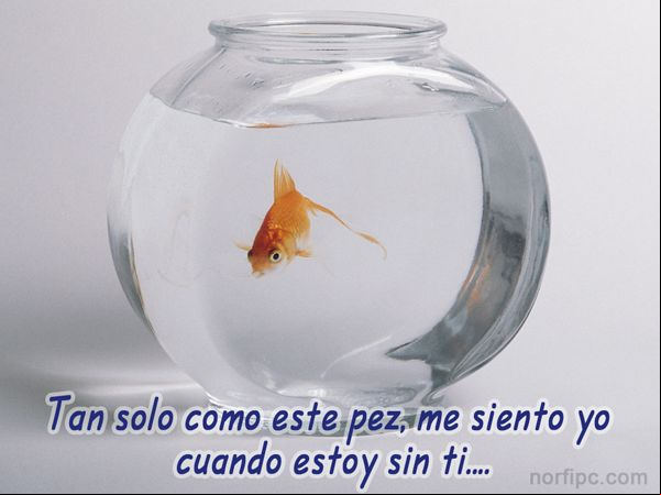 Imagen sobre la soledad. Solo como un pez Imagen sobre la soledad. Solo como un pez
