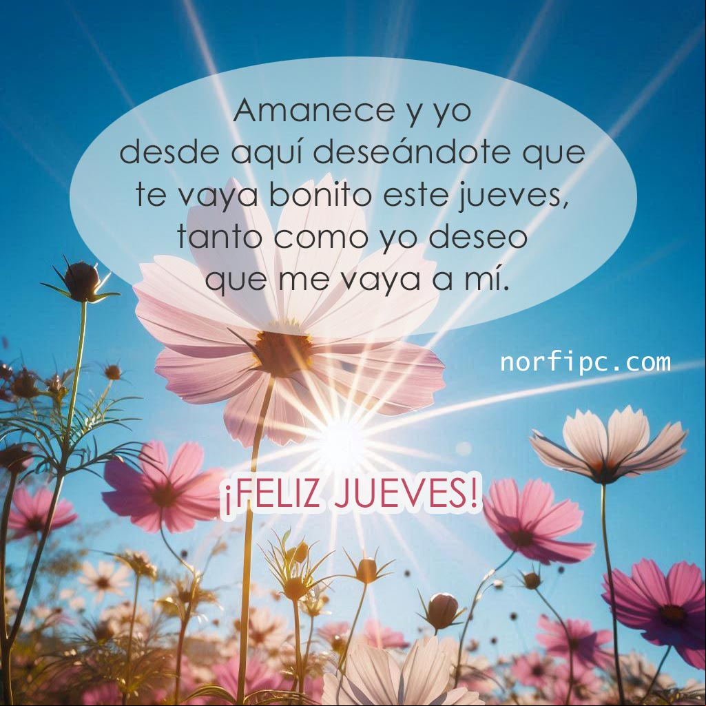 Amanece y yo desde aquí deseándote que te vaya bonito este jueves, tanto como yo deseo que me vaya a mí Flores de margarita bajo el sol de la mañana y el cielo azul
