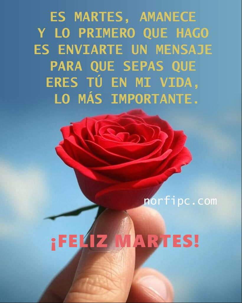 amanece y lo primero que hago en el nuevo día, es enviarte un mensaje para saludarte y que sepas que eres tú en mi vida, lo más importante Mano sosteniendo una flor bonita