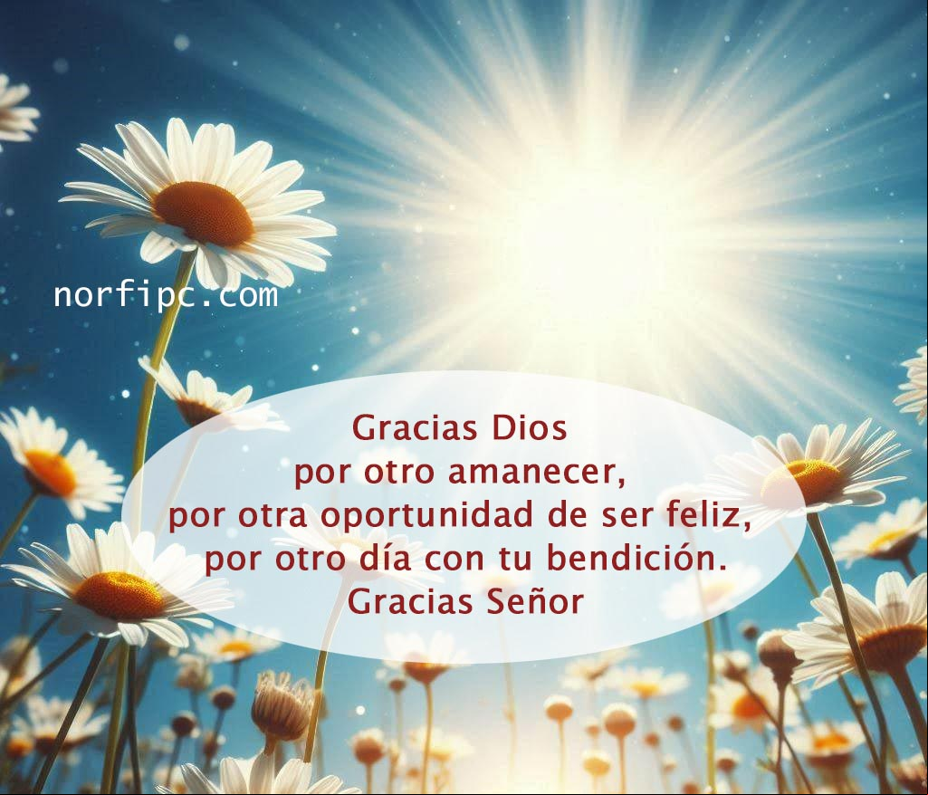 Gracias Dios, por otro amanecer, por otra oportunidad de ser feliz, por otro día con tu bendición Flores de margaritas bajo el cielo azul al amanecer
