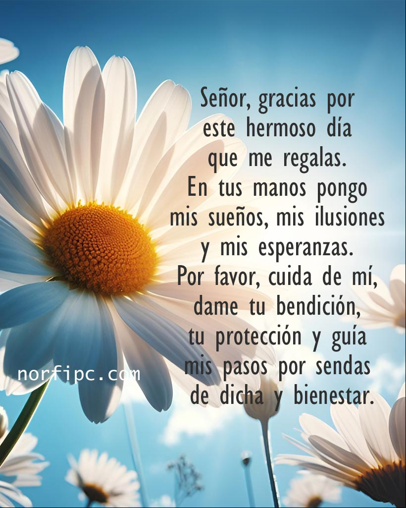 Señor, gracias por este hermoso día que me regalas. En tus manos pongo mis sueños, mis ilusiones y mis esperanzas. Por favor, cuida de mí, dame tu bendición, tu protección y guía mis pasos por sendas de dicha y bienestar Flor de margarita, rayos de sol filtrandose entre los petalos