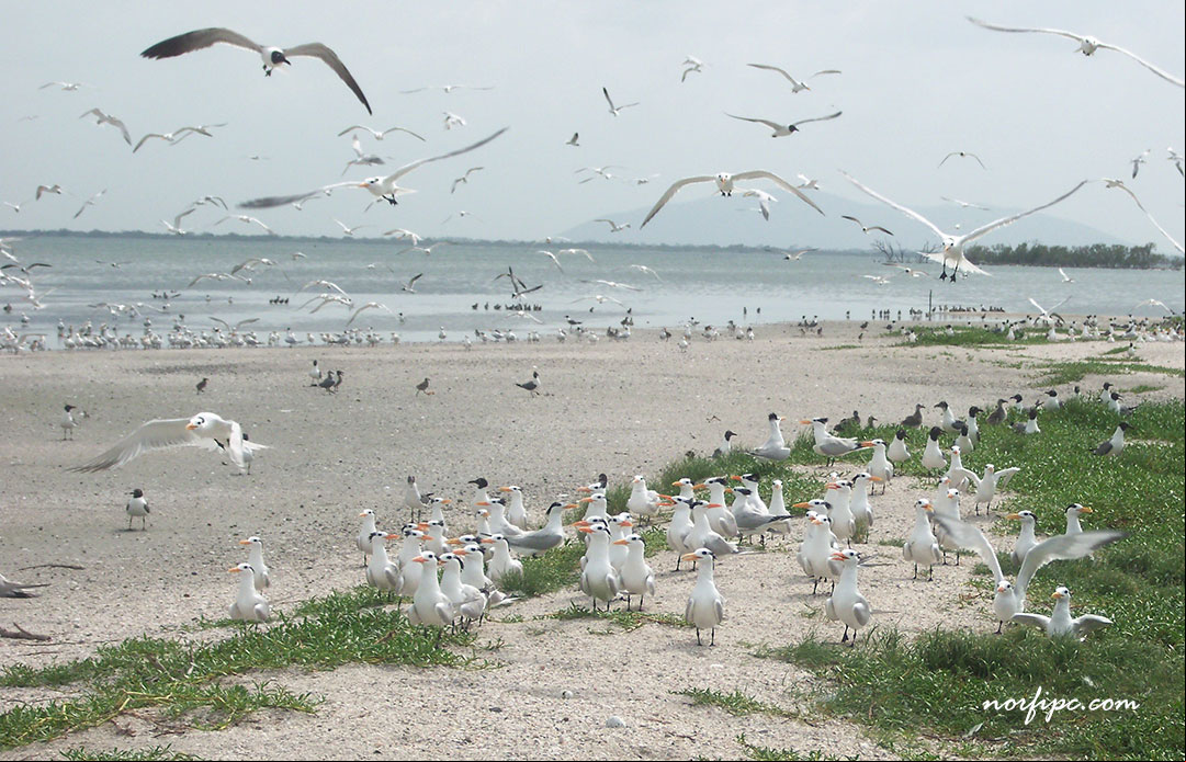 Colonia de gaviotas en la Playa Cunagua en los Humedales del norte de Ciego de Ávila, un Área Protegida de Recursos Manejados en Cuba y uno de los Sitios Ramsar Playa Cunagua en los Humedales del norte de Ciego de Ávila, un Área Protegida de Recursos Manejados en Cuba y uno de los Sitios Ramsar