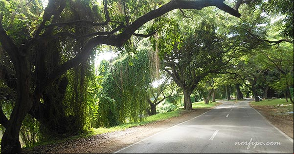 El Área Protegida Isla Josefina en el Bosque de la Habana