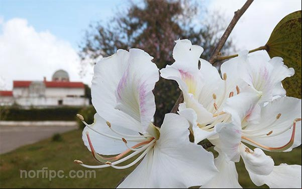 Flores del Árbol Orquídea, al fondo el restaurante el Árabe en las Escaleras de Jaruco Flores del Árbol Orquídea