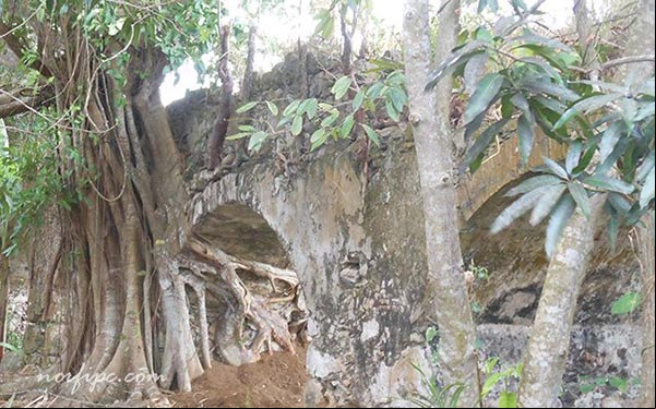 Las raíces de árboles destruyen las ruinas del acueducto del Ingenio Alejandría Las raíces de árboles destruyen las ruinas del Ingenio Alejandría
