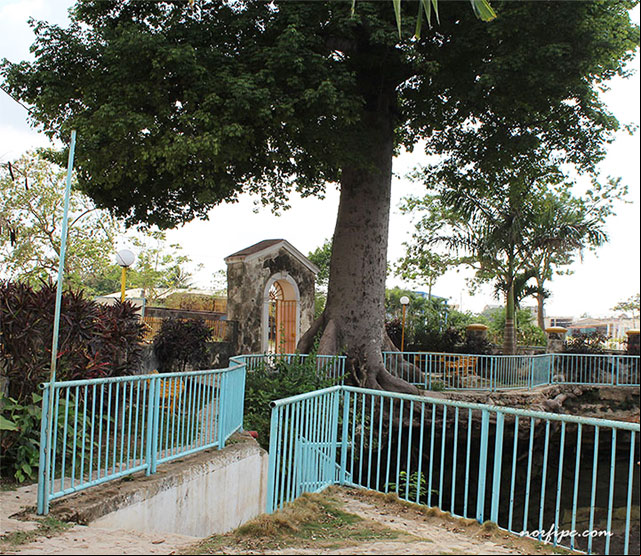 Ceiba justo encima de la cueva del sumidero y la entrada al lugar Ceiba justo encima de la cueva del sumidero y la entrada al lugar
