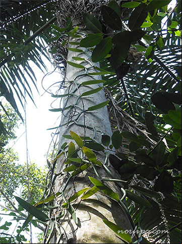Planta de una Orquídea Vanilla silvestre trepando por una palma real en el Monte del Embarcadero Planta de una Orquídea Vanilla silvestre trepando por una palma real en el Monte del Embarcadero