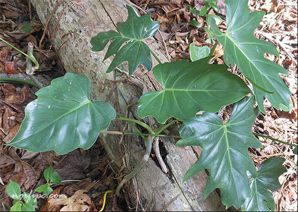 Planta de Philodendron silvestre en el Monte del Embarcadero Planta de Philodendron silvestre