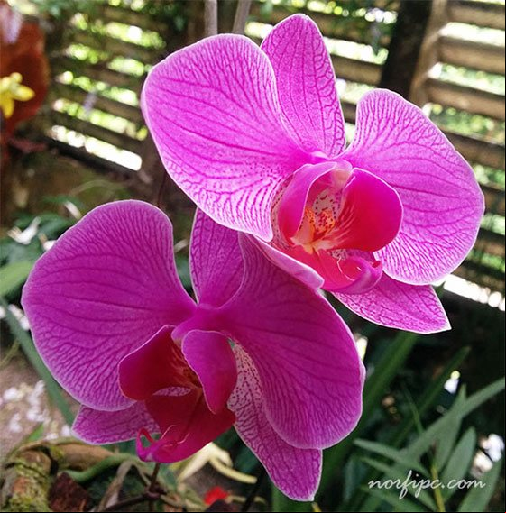 Flores de una orquídea Phalaenopsis sp. en el Orquideario de Soroa Flores de una orquídea Phalaenopsis sp. en el Orquideario de Soroa