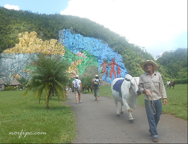 Un buey amaestrado en el que montan los turistas. A un lado puede verse la palma corcho, planta endémica del Valle de Viñales Un buey amaestrado en el que montan los turistas. A un lado puede verse la palma corcho, planta endémica del Valle de Viñales