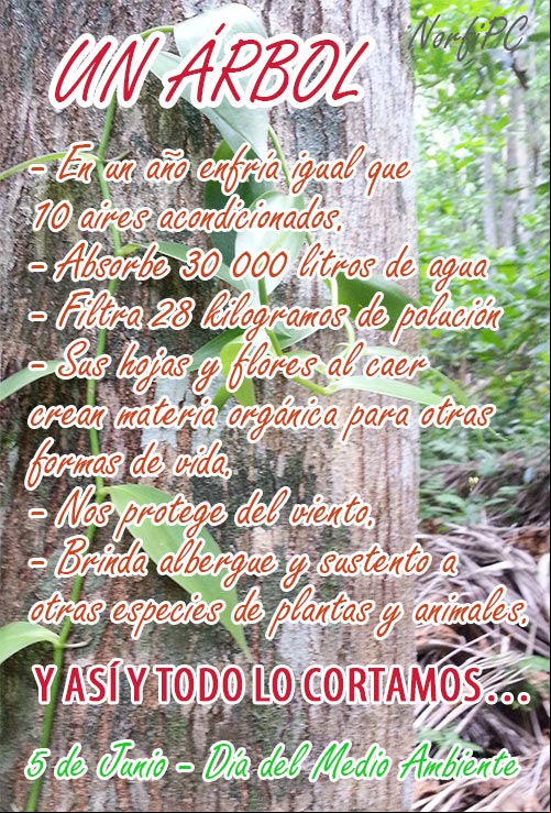 Beneficios que nos brinda un árbol Beneficios que nos brinda un árbol