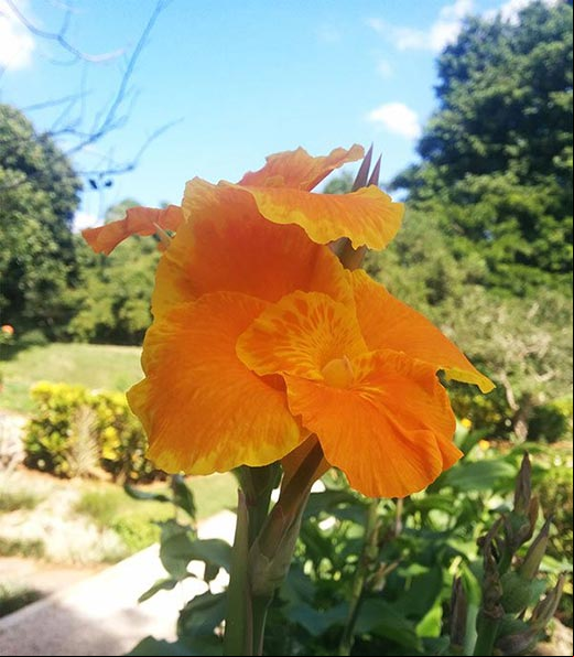 Foto de una Canna glauca o platanillo de color amarillo