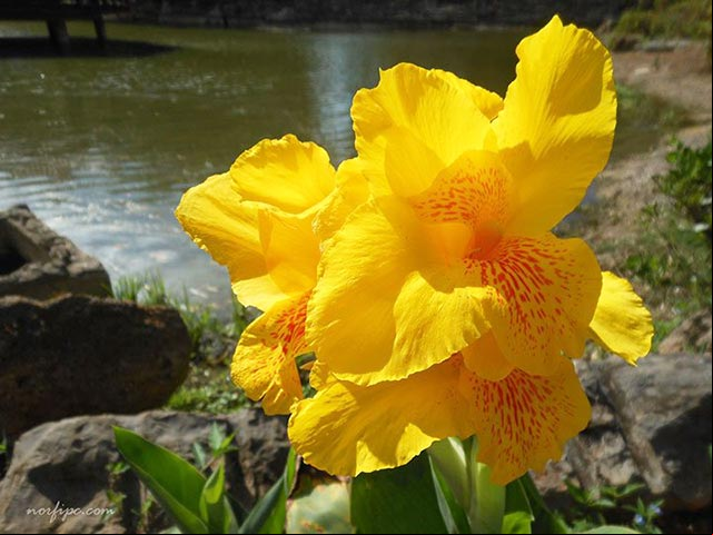 Foto de las flores de la Achira o Canna glauca