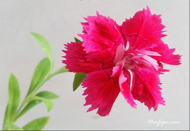 Flor roja de un Clavel Chino Flor roja de un Clavel Chino