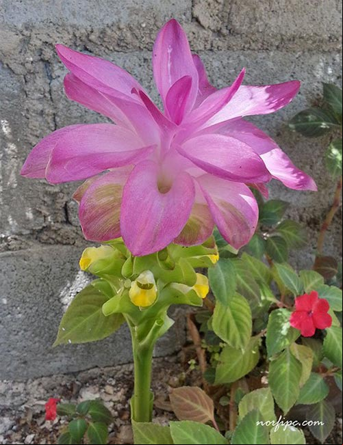 Flor de la Curcuma rosada