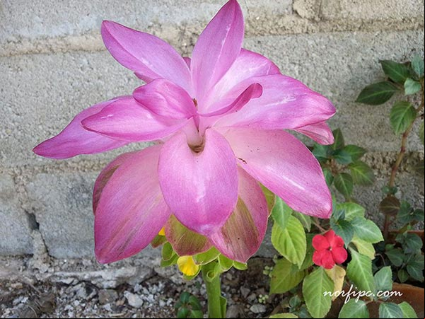 Flor de la Curcuma longa o Flor de Abril