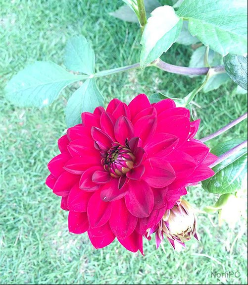 Flor de la Dalia o Dhalia, una de las más famosas, bellas y demandas flores del mundo