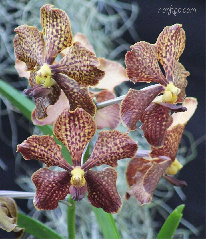 Flores de orquídeas del genero Vanda Flores de orquídeas del genero Vanda