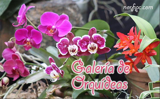 Galería de fotos de Orquídeas
