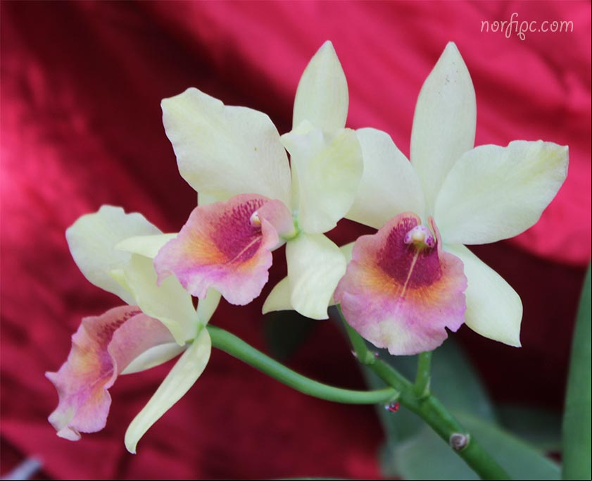 Flores de la orquídea Cattleya labiata Flores de la orquídea Cattleya labiata