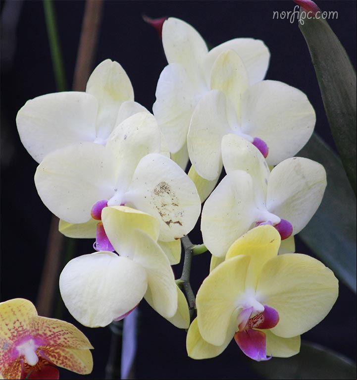 Orquídeas Mariposas, híbridos obtenidos mediante cruzamientos de Phalaenopsis Orquídeas Mariposas