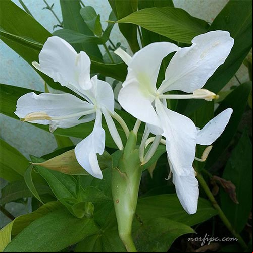 Flores blancas de la Mariposa o Hedychium coronarium