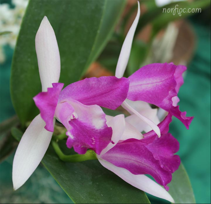 Flores de la orquídea Calanthe farandulera Flor de la orquídea Calanthe farandulera