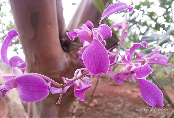 Especie de una orquídea de las Cattleyas bifoliadas con flores pequeñas en racimos Especie de una orquídea de las Cattleyas bifoliadas con flores pequeñas en racimos