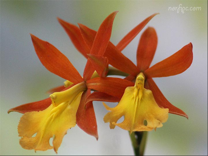 Flores de la orquídea Epidendrum Orange Blaze o Monja Flores de la orquídea Epidendrum Orange Blaze