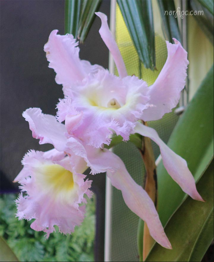 Especie de orquídea del genero Cattleya Especie de orquídea del genero Cattleya