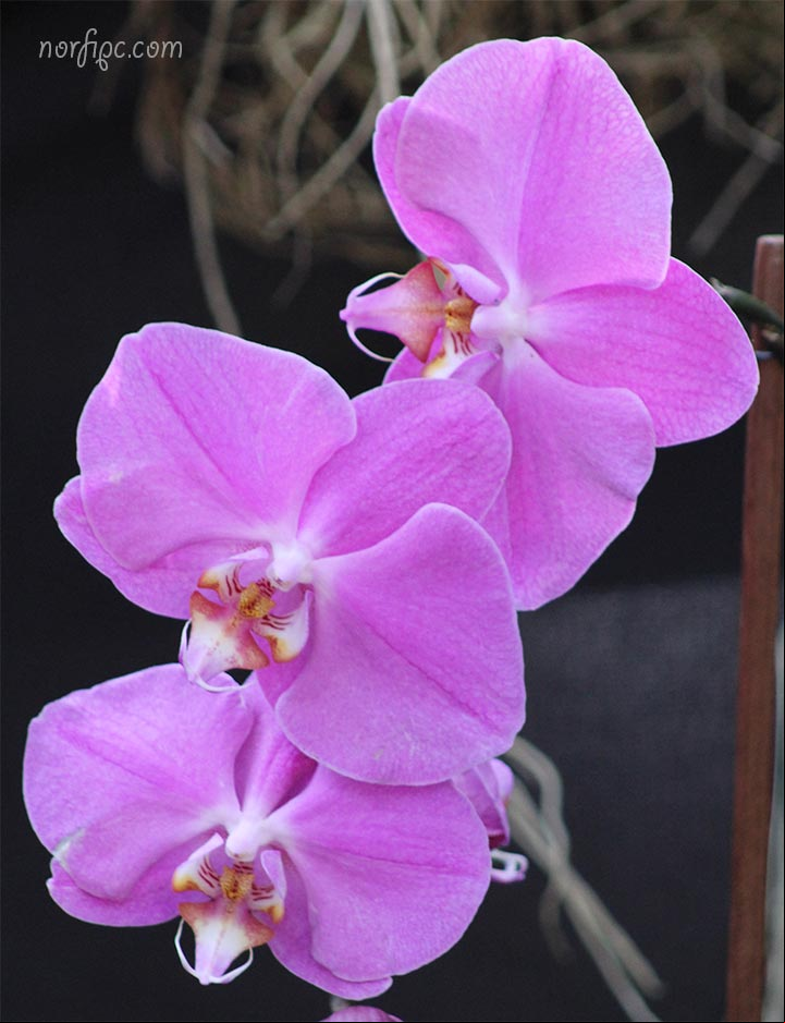 Hibrido creado a partir de la famosa Phalaenopsis amabilis u Orquídea Luna Phalaenopsis amabilis u Orquídea Luna