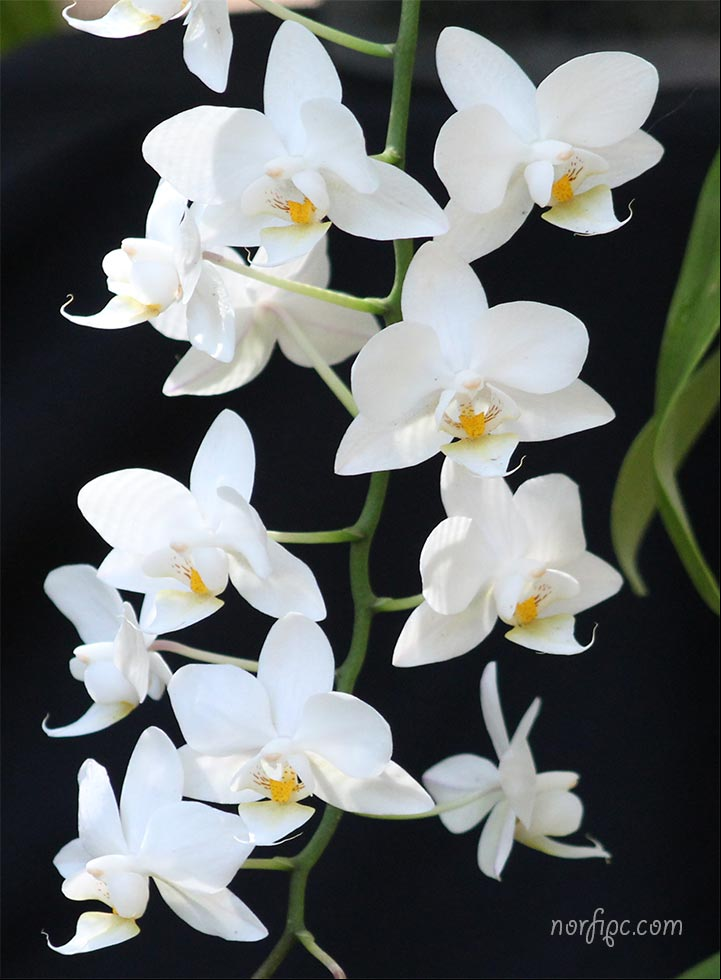 Flores de la Orquídea Phalaenopsis aphrodite Flores de la Orquídea Phalaenopsis aphrodite