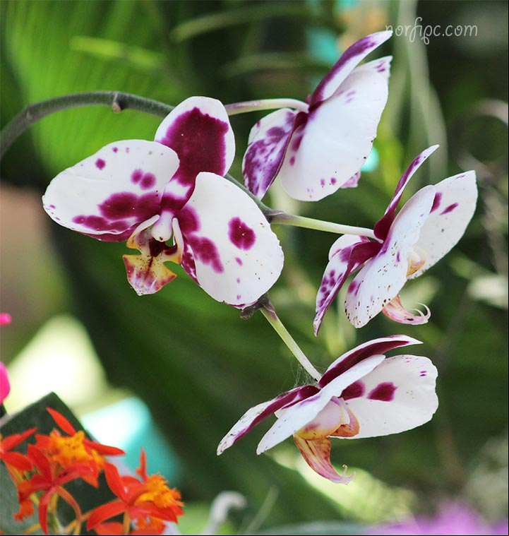 Hermoso híbrido de una orquídea Phalaenopsis Hermoso hibrido de una orquídea Phalaenopsis