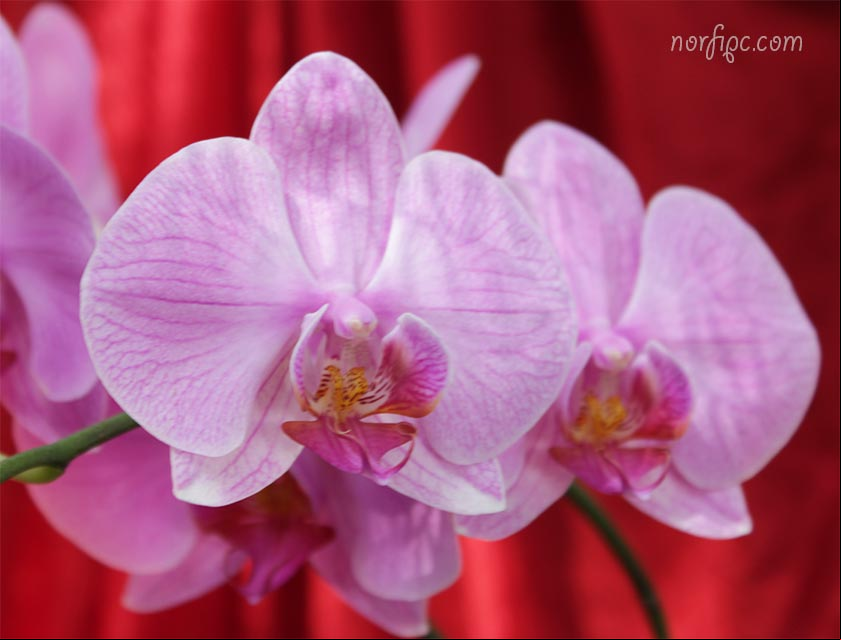 Flores de una Phalaenopsis conocida popularmente como Orquídea Mariposa Flores de una Phalaenopsis