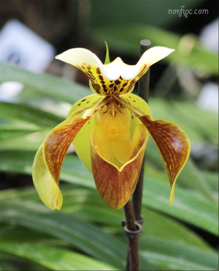 Flor de una Orquídea Zapatilla de la Reina, planta del genero Cypripedium Flor de una Orquídea Zapatilla de la Reina