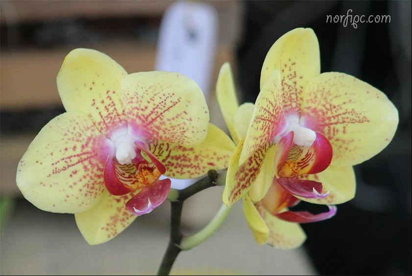 Orquídeas Mariposas del genero Phalaenopsis Orquídeas Mariposas del genero Phalaenopsis
