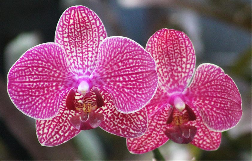 Orquídeas Mariposas del género Phalaenopsis, matizadas de color morado Orquídeas Mariposas del género Phalaenopsis