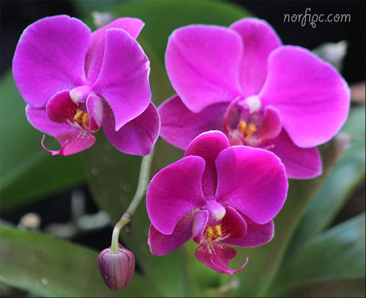 Orquídeas Phalaenopsis de color rosado, obtenidas mediante hibridación. Orquídeas Phalaenopsis de color rosado