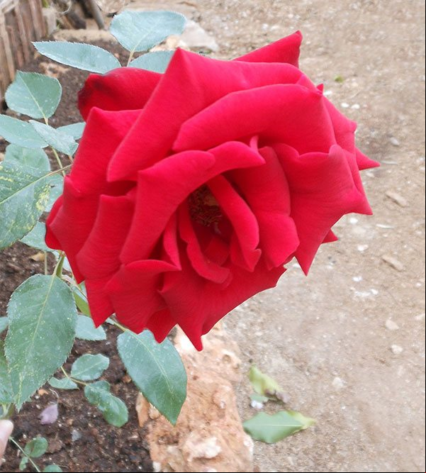 Flor de la Rosa Carlota, debido a su peso al abrirse se inclina hacia abajo.