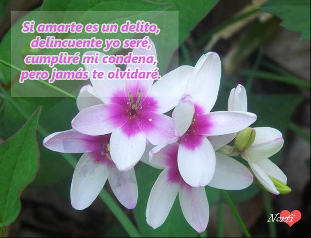 Si amarte es un delito, delincuente por ti yo seré Si amarte es un delito, delincuente por ti yo seré