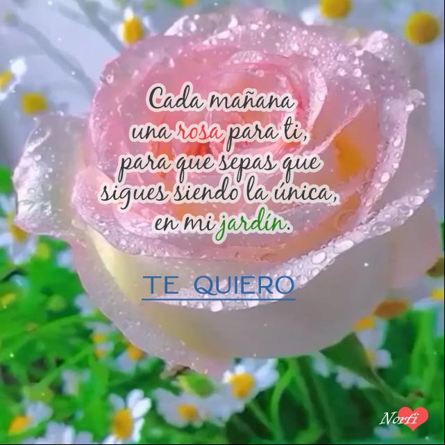 Cada mañana una rosa para ti, para que sepas que sigues siendo la única, en mi jardín. ¡Te quiero! Cada mañana una rosa para ti, para que sepas que sigues siendo la única, en mi jardín. ¡Te quiero!