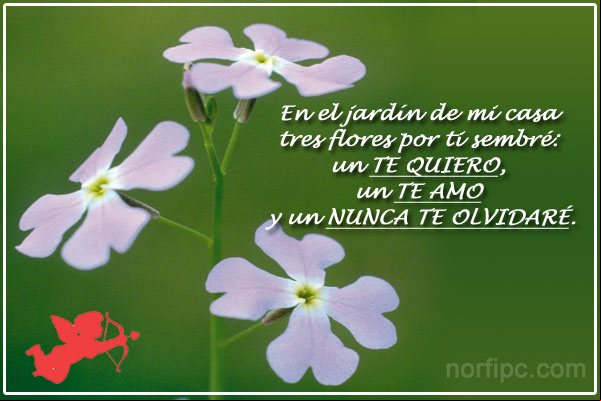 En el jardín de mi casa tres flores por ti sembré: un TE QUIERO, un TE AMO y un NUNCA TE OLVIDARÉ. Poema cursi de amor: TE QUIERO, TE AMO y NUNCA TE OLVIDARÉ
