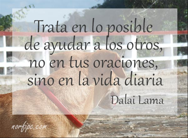 Trata en lo posible de ayudar a los otros, no en tus oraciones, sino en tu vida diaria. Exhortación de #DalaiLama Trata en lo posible de ayudar a los otros. #DalaiLama