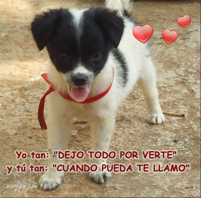 Yo dejo todo por verte, todo por estar a tu lado. Poema de amor Yo dejo todo por verte, todo por estar a tu lado