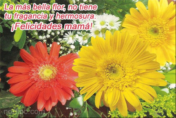 La más bella flor, no tiene tu fragancia y hermosura. ¡Felicidades mamá! #DiaMadre La más bella flor, no tiene tu fragancia y hermosura. ¡Felicidades mamá!