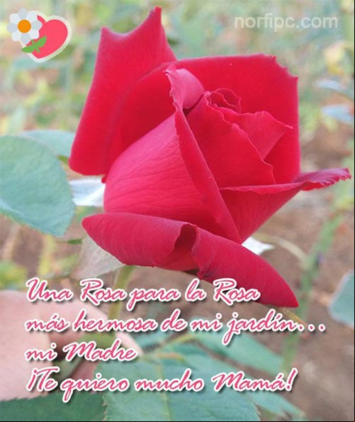 Una rosa para la rosa más hermosa de mi jardín… mi Madre ¡Te quiero mucho Mamá! Una imagen con una frase de amor para mi Mamá