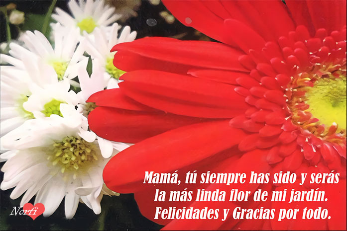 Mamá, tú siempre has sido y serás la más linda flor de mi jardín. Felicidades en este hermoso Día y Gracias a ti Madre, por todo tu amor, tan inmenso e infinito. #DiaMadre Mamá, tú siempre has sido y serás la más linda flor de mi jardín. Felicidades y Gracias por todo