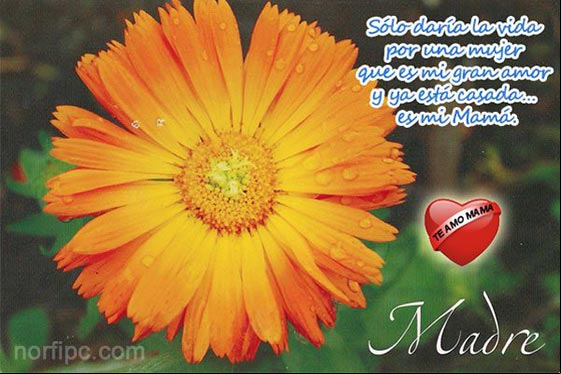 Sólo daría la vida por una mujer que es mi gran amor y ya está casada, es mi Mamá. Sólo daría la vida por una mujer que es mi gran amor y ya está casada, es mi Mamá.