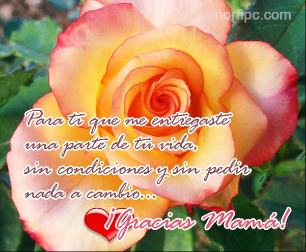 Para ti que me entregaste una parte de tu vida, sin condiciones y sin pedir nada a cambio. ¡Gracias Mamá! Postal con una flor para Mamá en su dia
